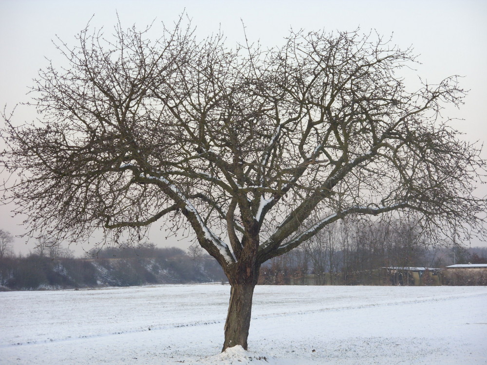 Der Baum