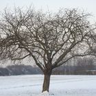 Der Baum