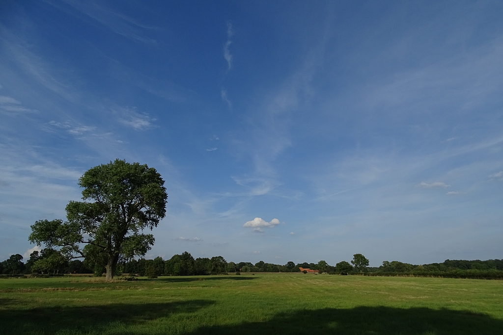 Der Baum