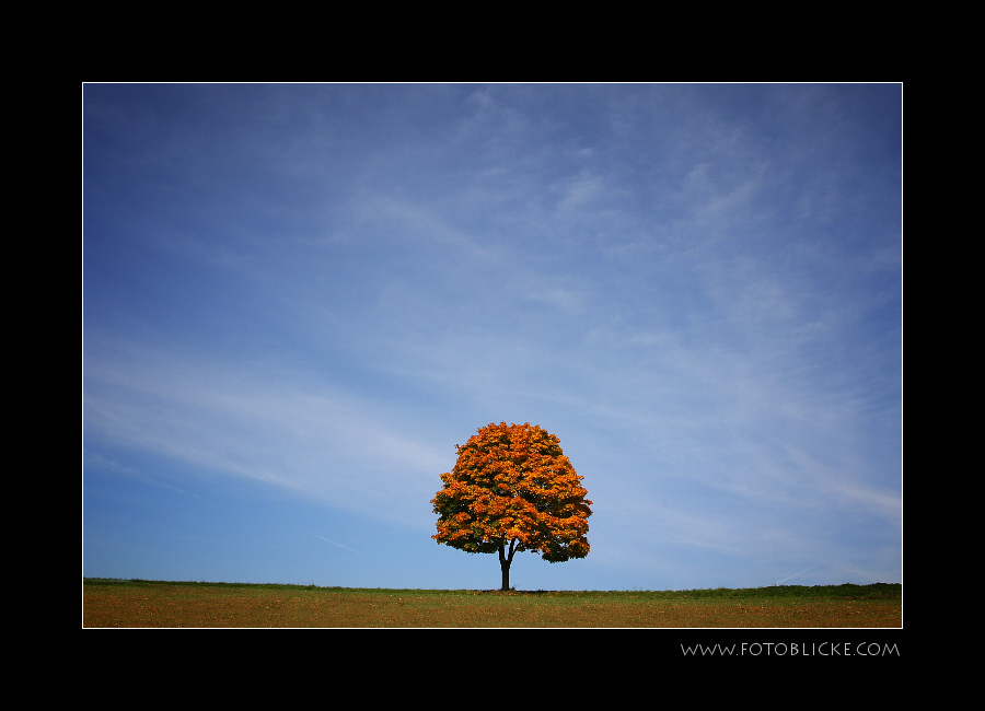 Der Baum