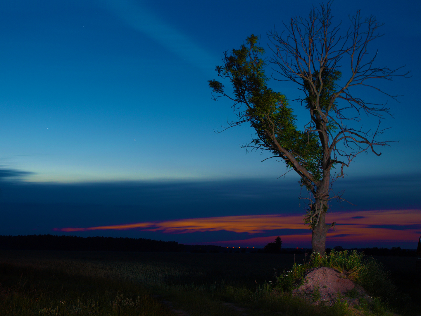 Der Baum