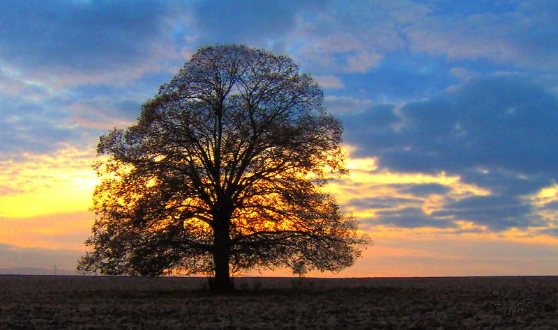 Der Baum