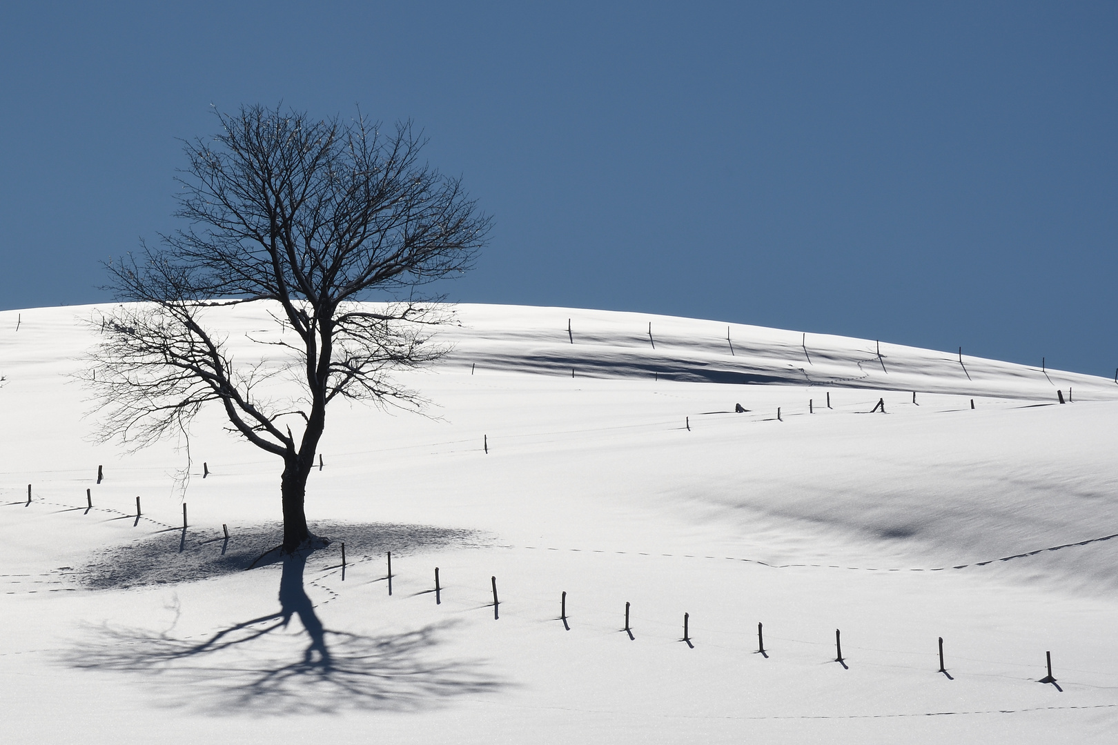 Der Baum