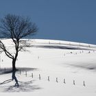 Der Baum