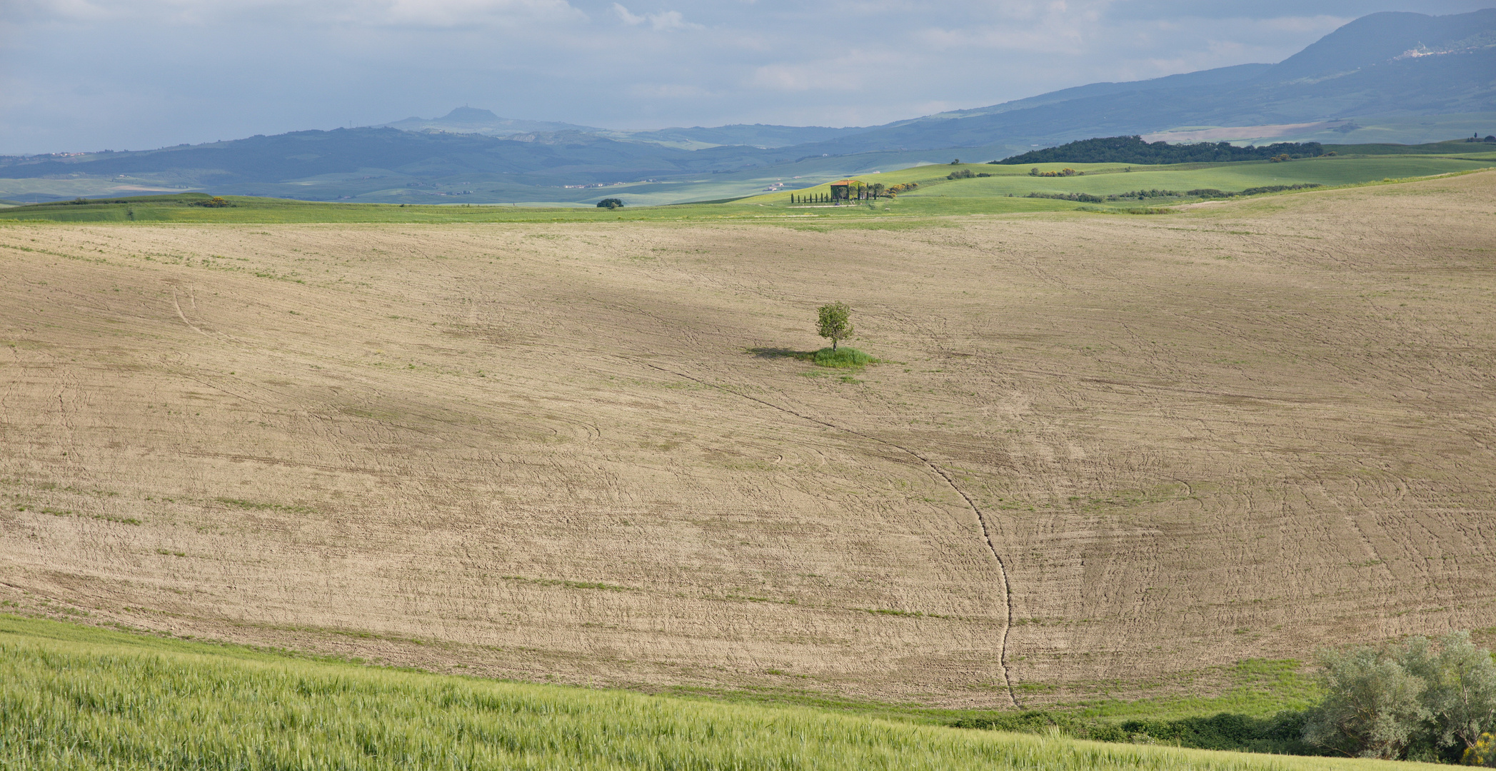 Der Baum