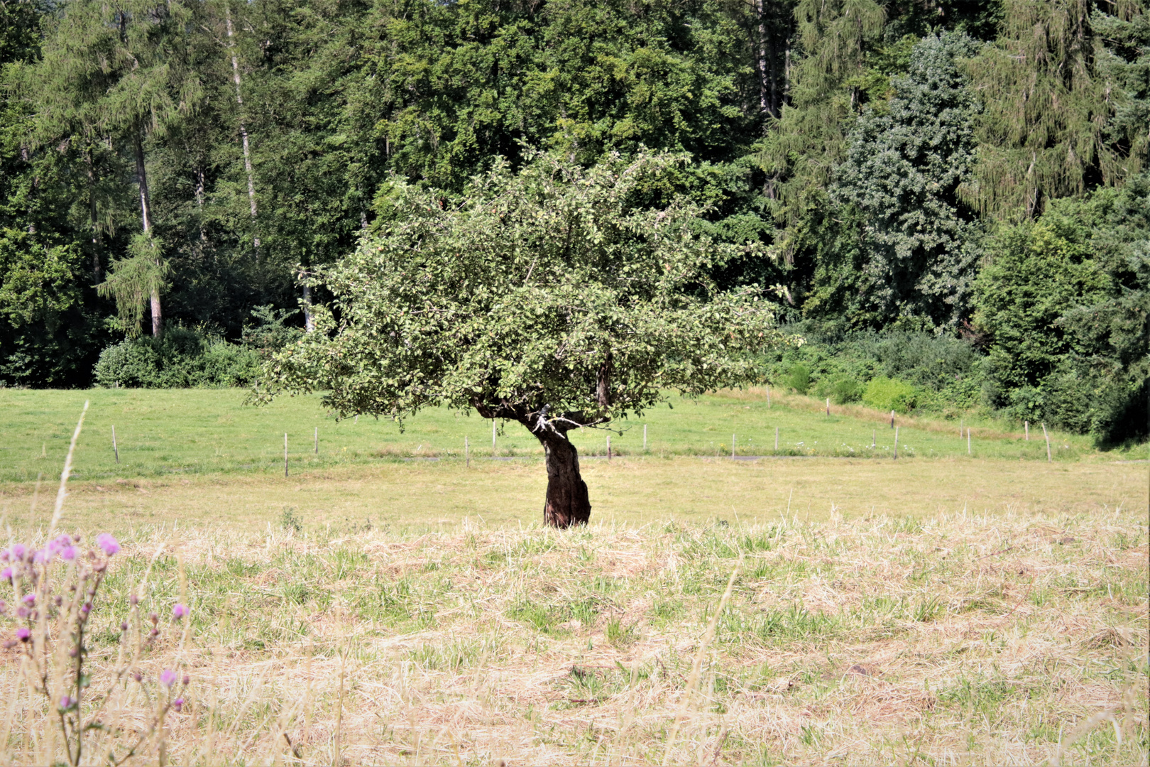 Der Baum...