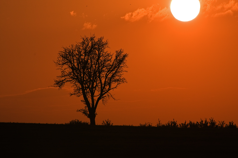 Der Baum....