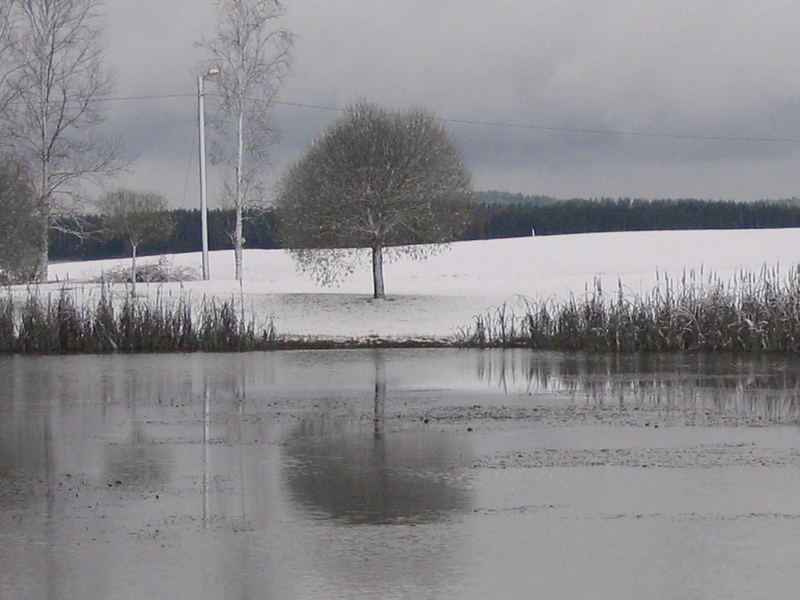 Der Baum