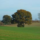 Der Baum