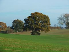 Der Baum