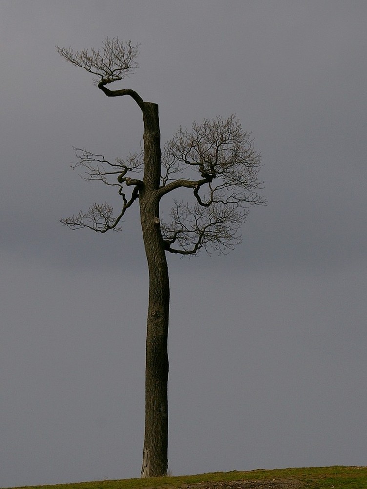 der Baum