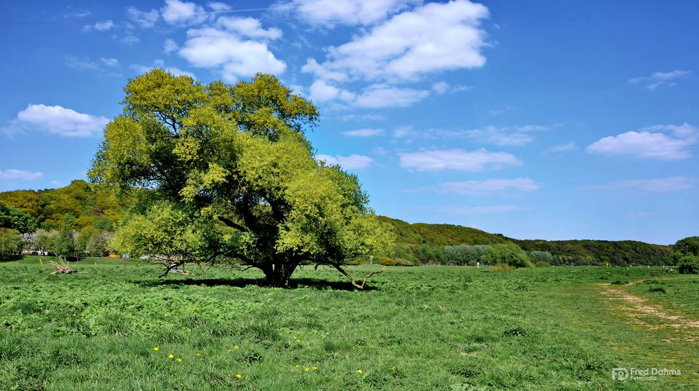 Der Baum