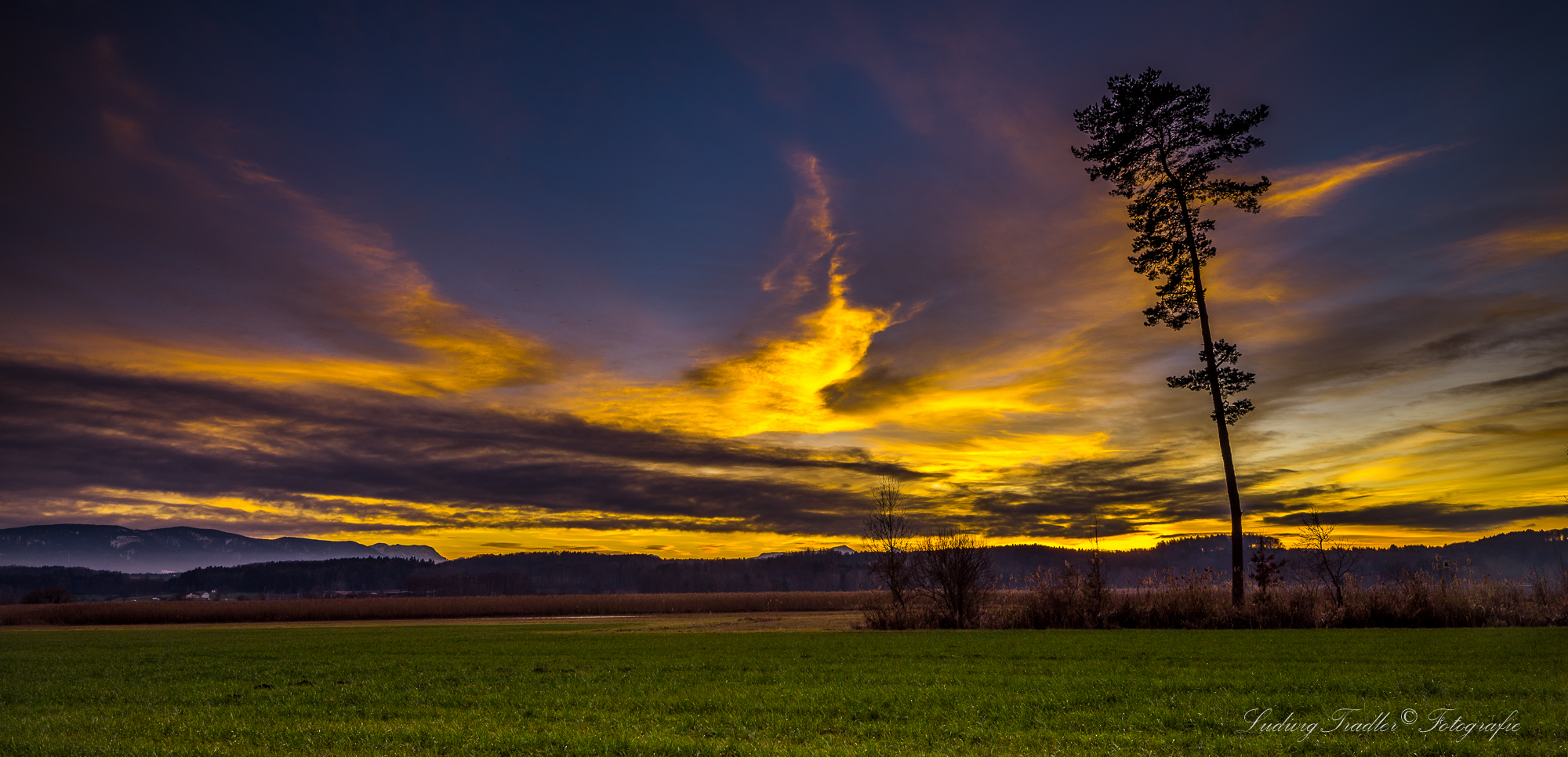 der Baum