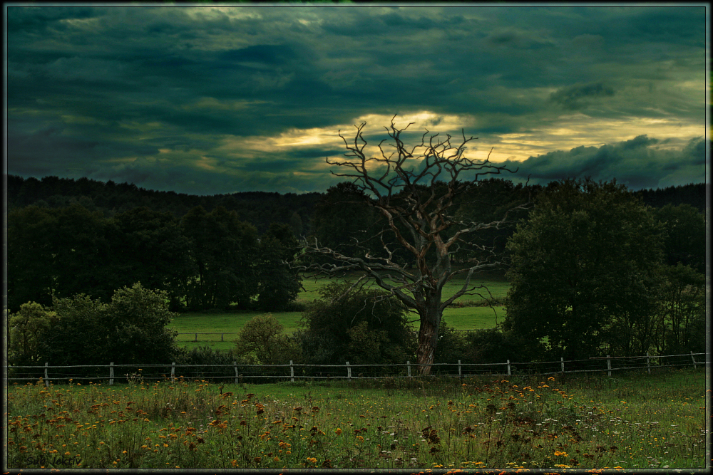 Der Baum