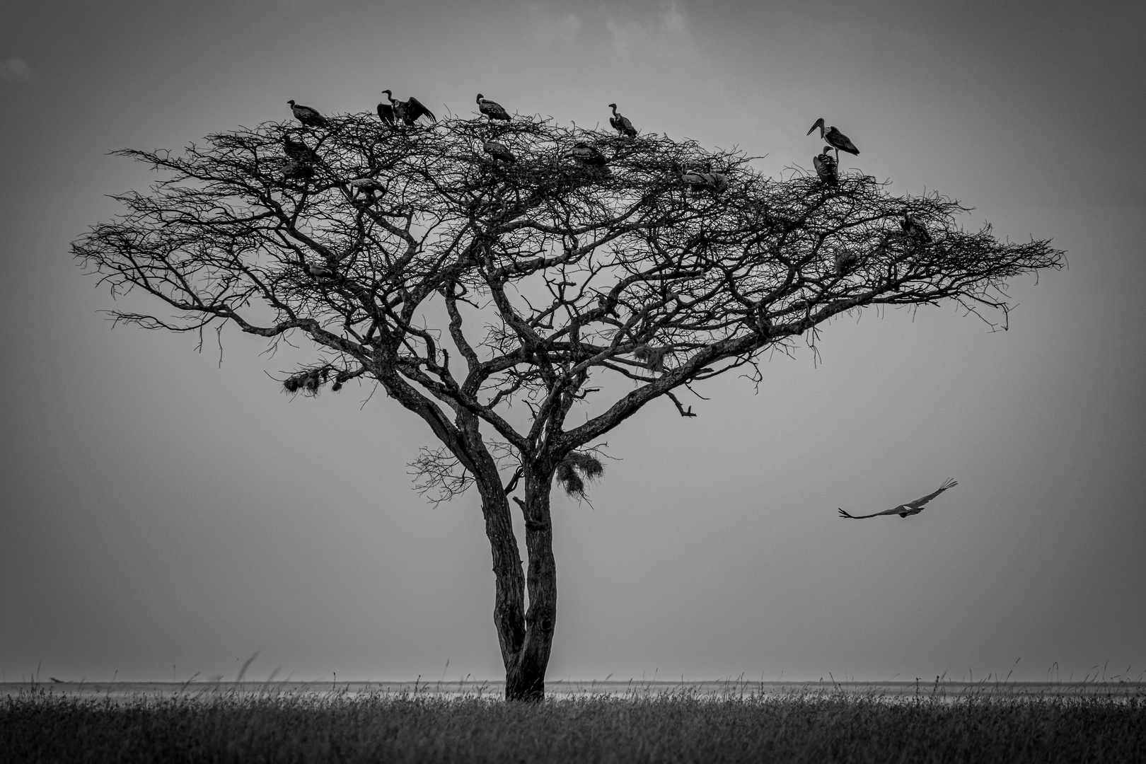 Der Baum Foto & Bild urlaub, world, bäume Bilder auf