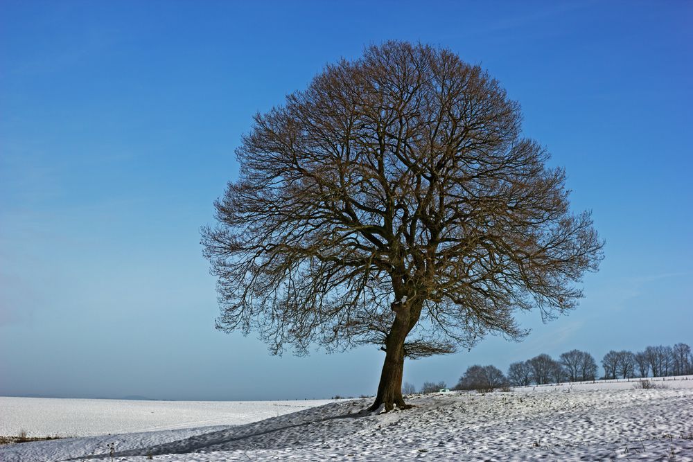 Der Baum