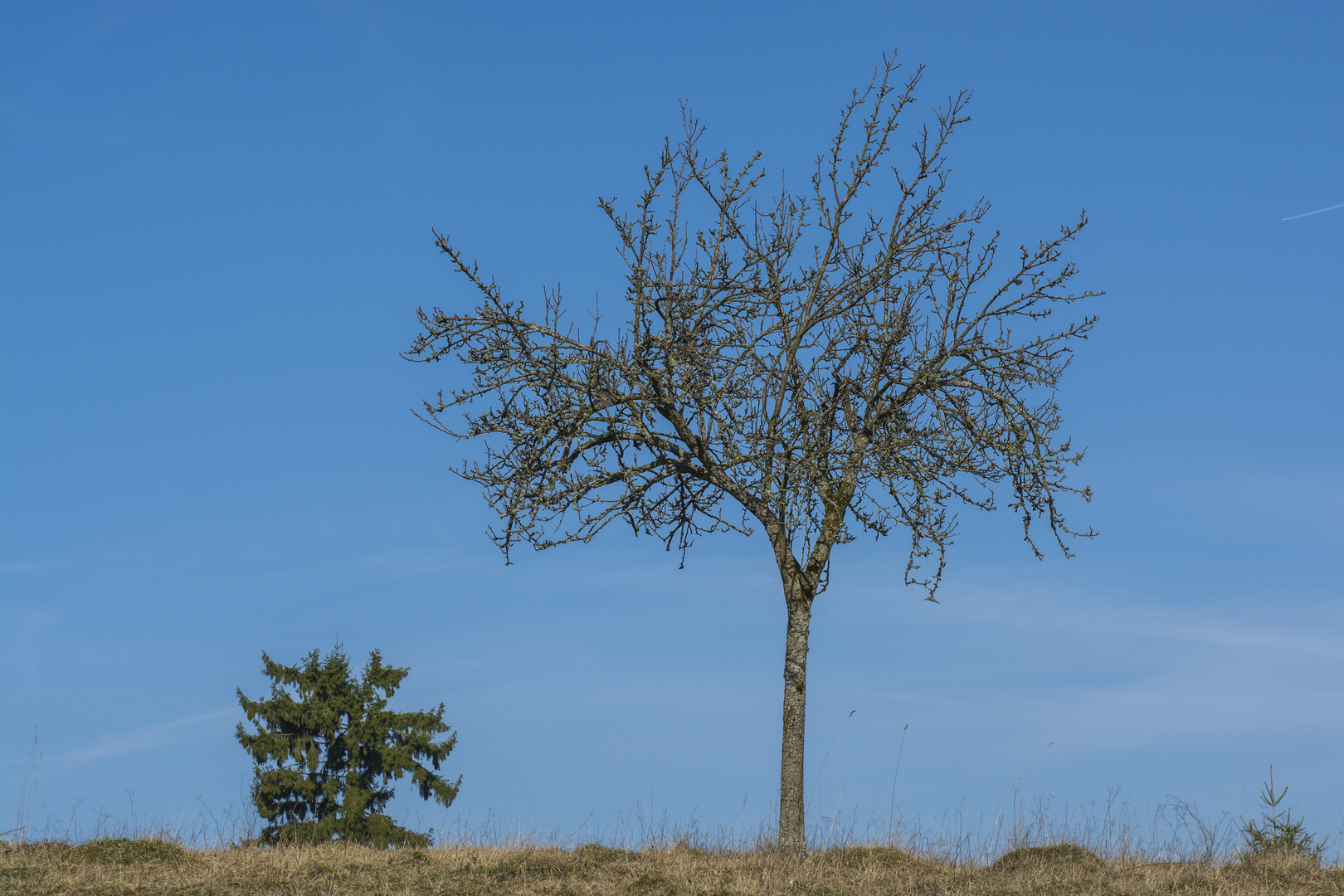 Der Baum