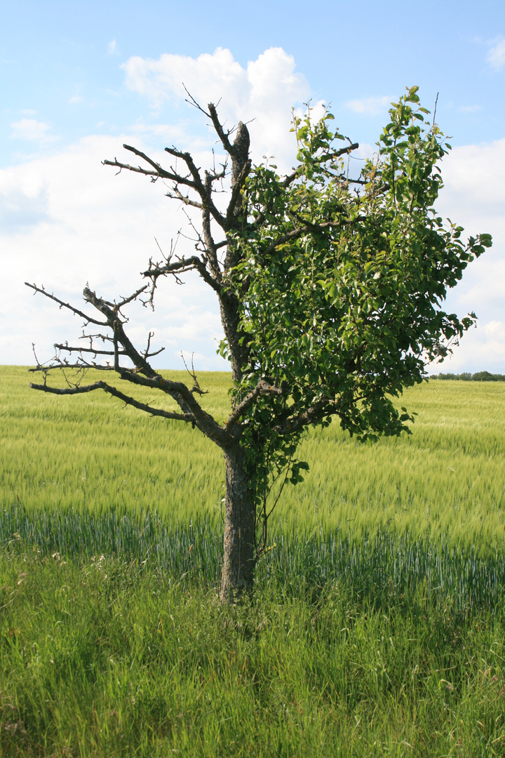 ...der baum...