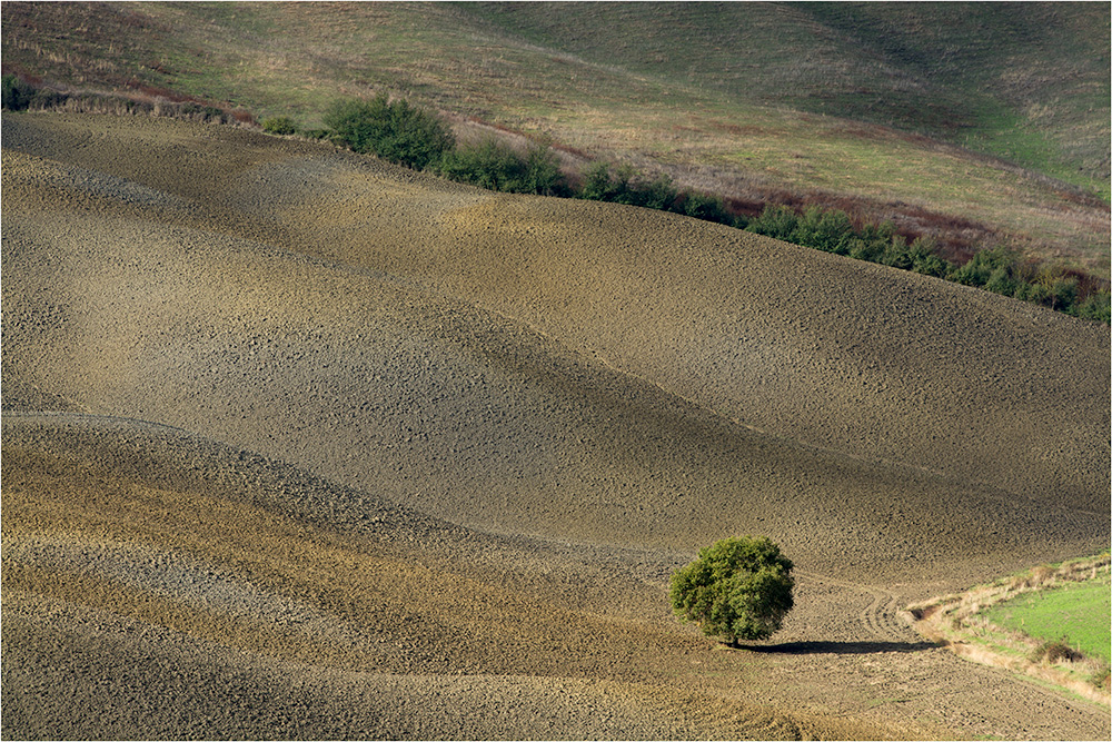 Der Baum