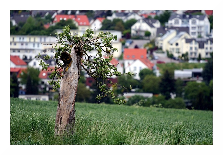 Der Baum