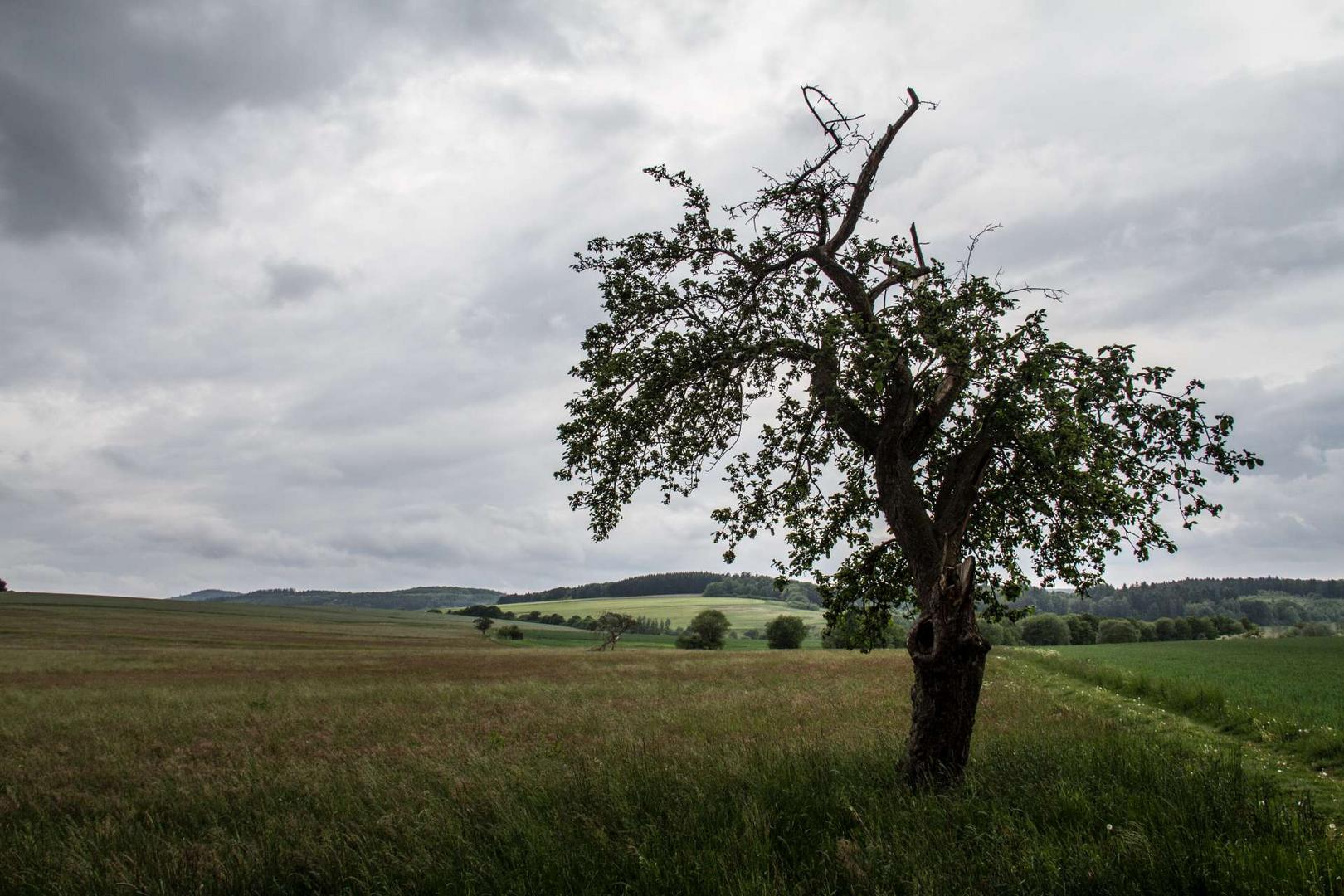 Der Baum