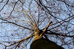 Der Baum