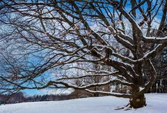 der baum...