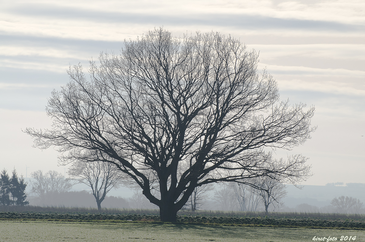 Der Baum