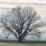 Der Baum