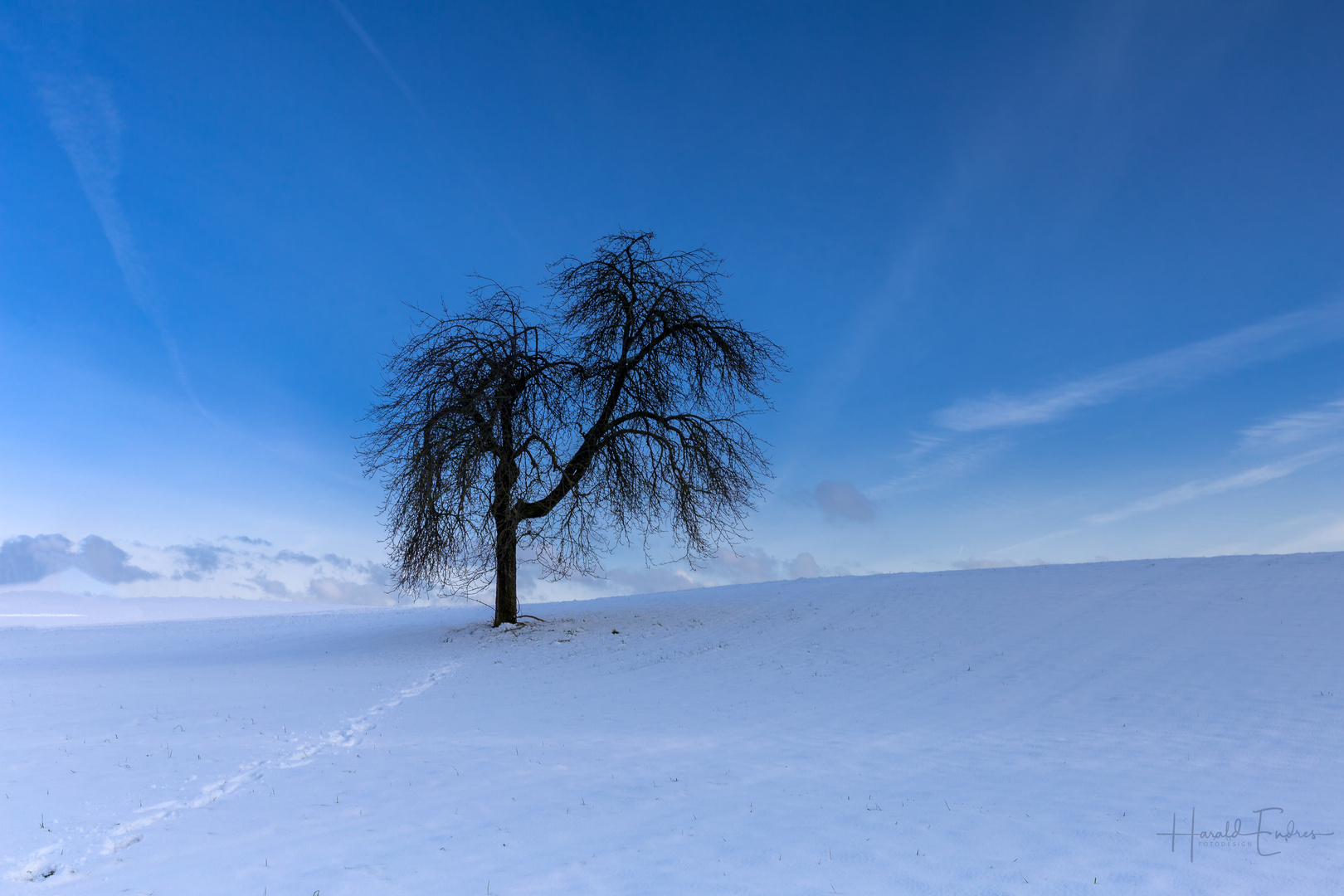 Der Baum