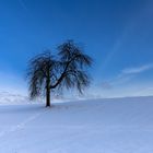 Der Baum