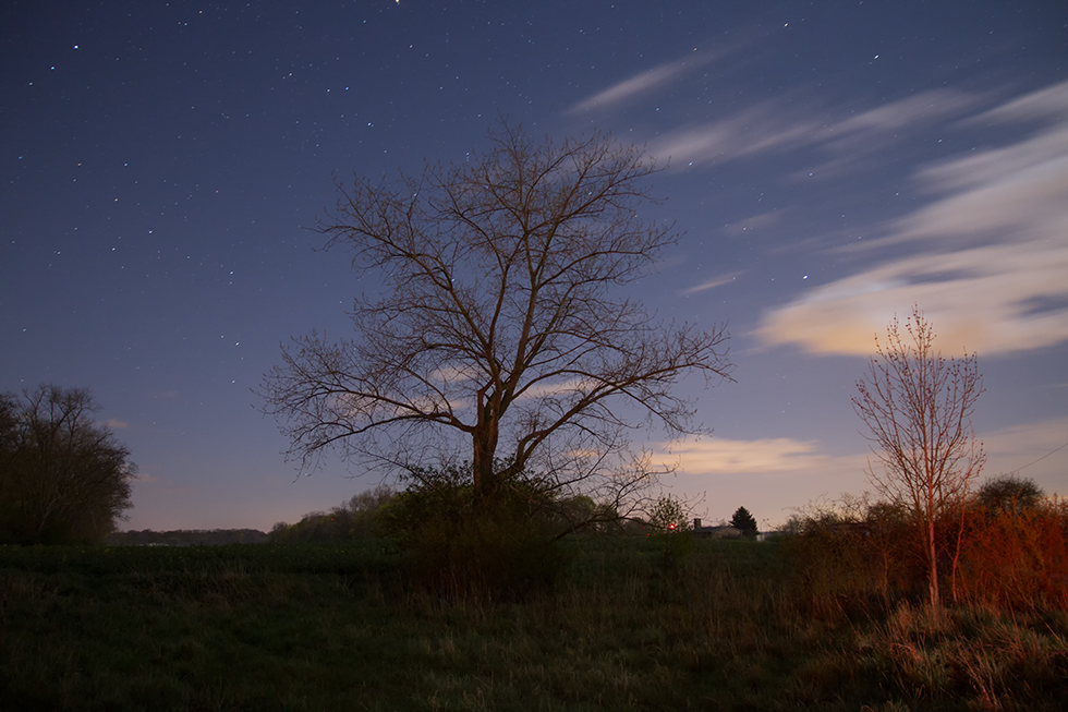 Der Baum...