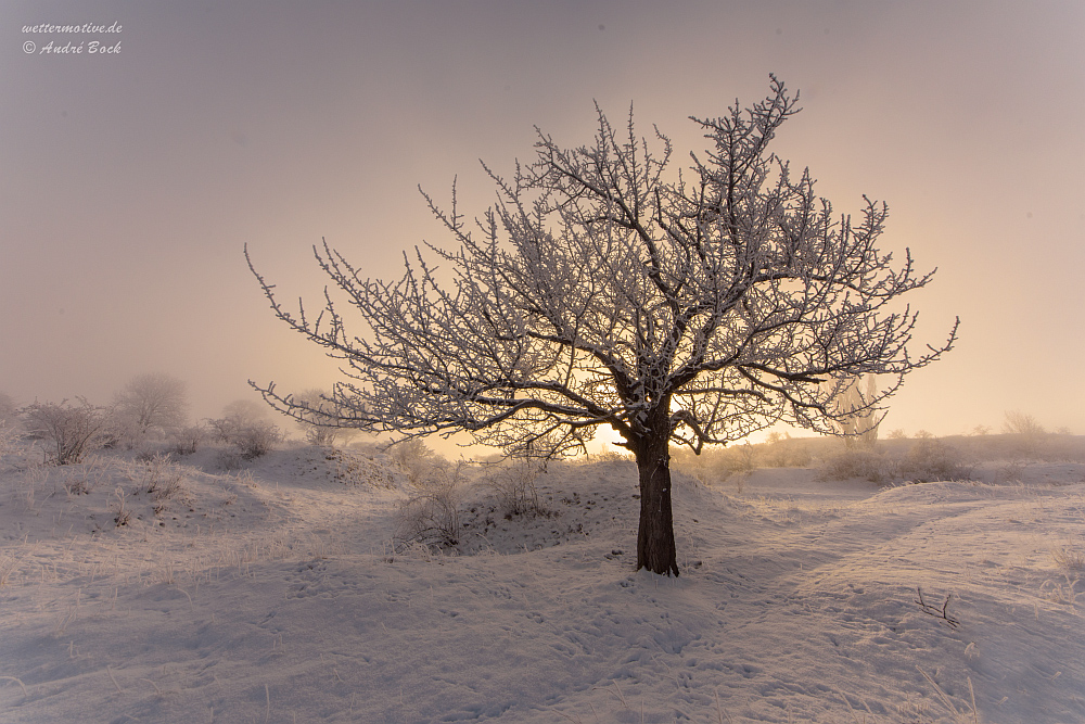 Der Baum