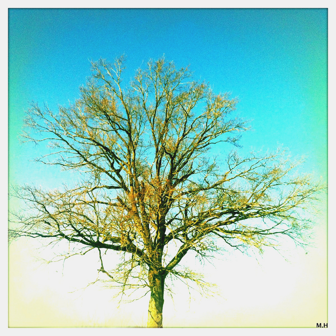 der Baum........