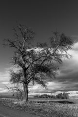 Der Baum