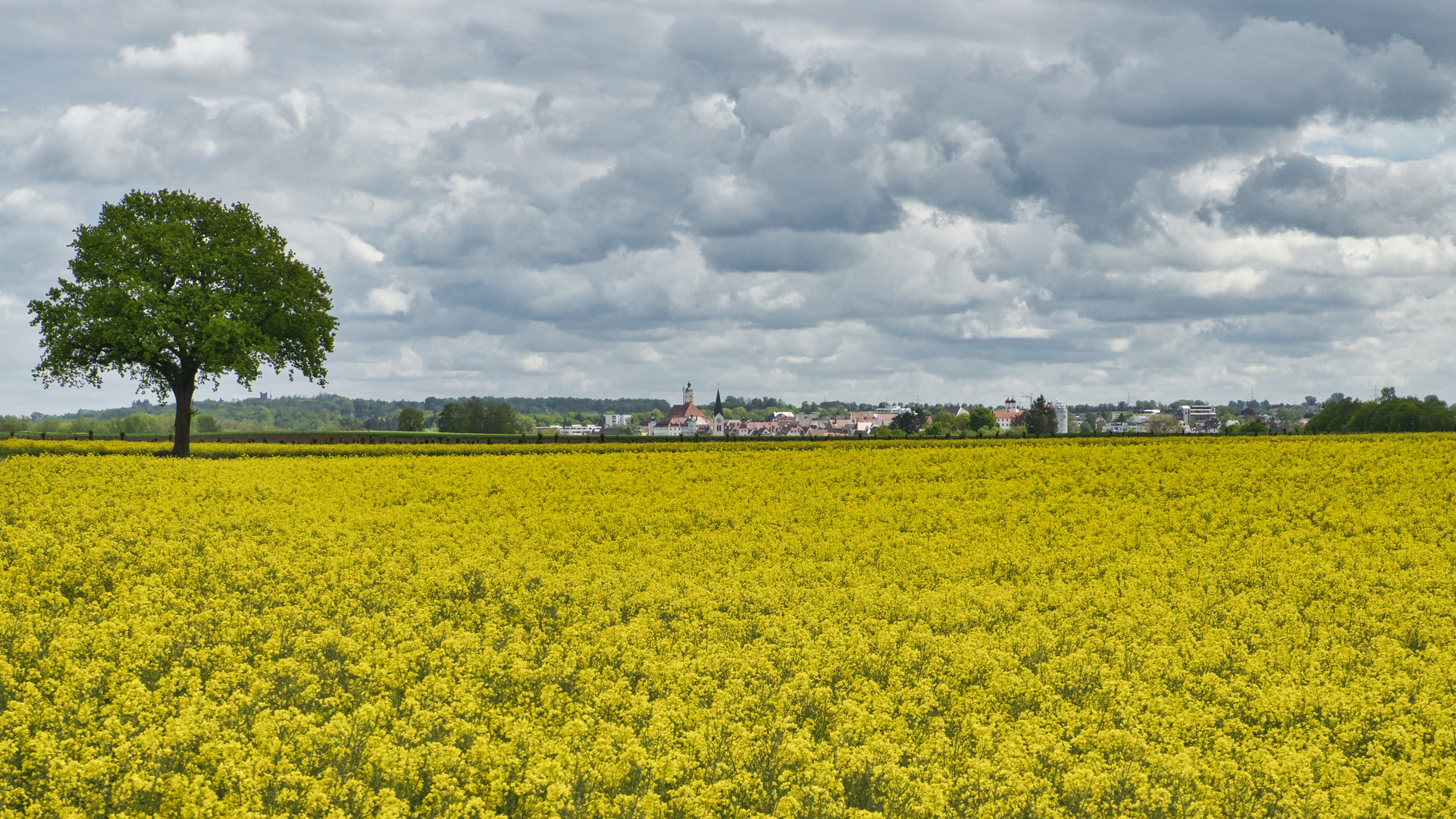 Der Baum