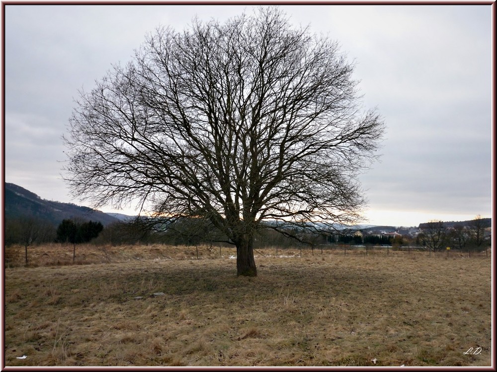 Der Baum