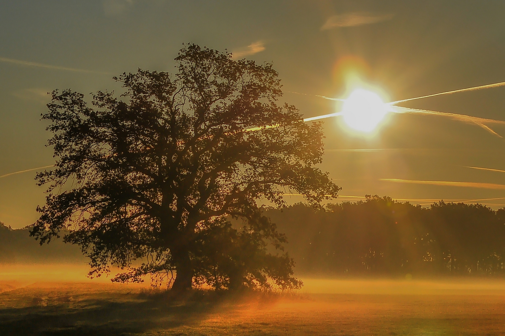 Der Baum