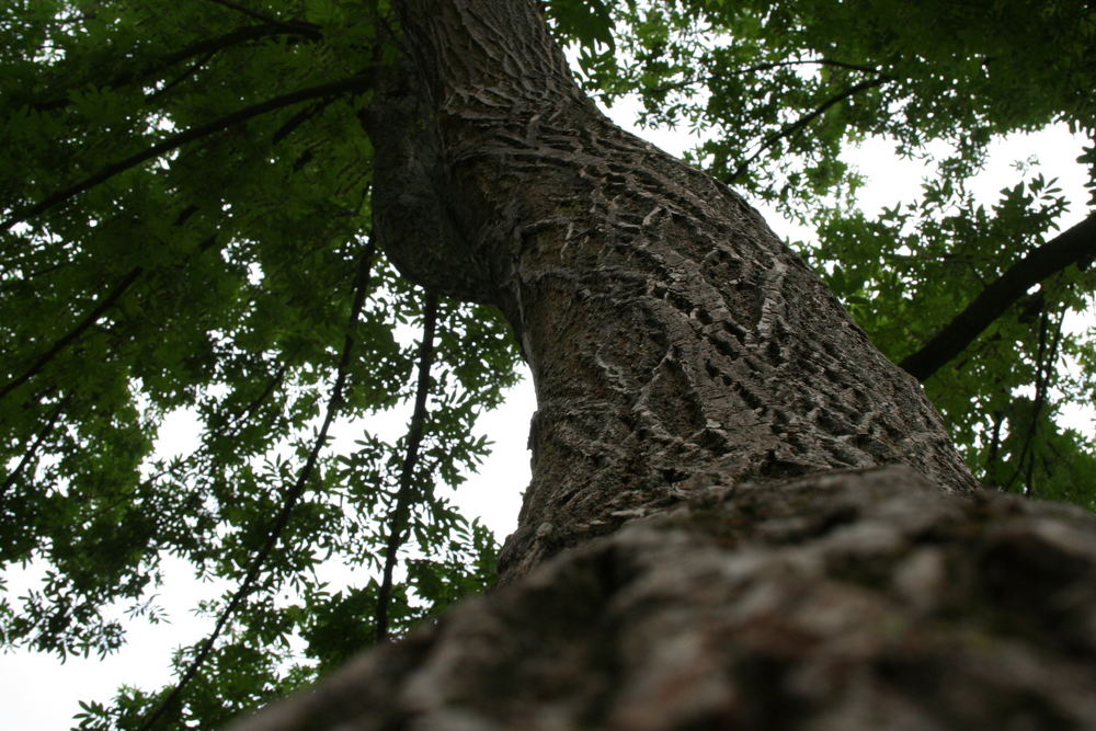 der Baum