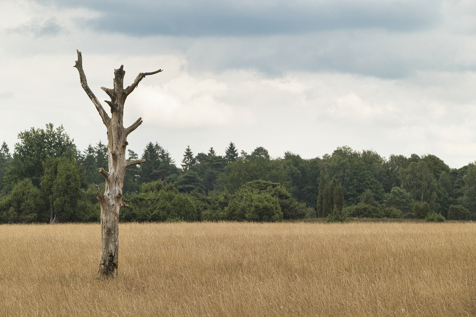 Der Baum 