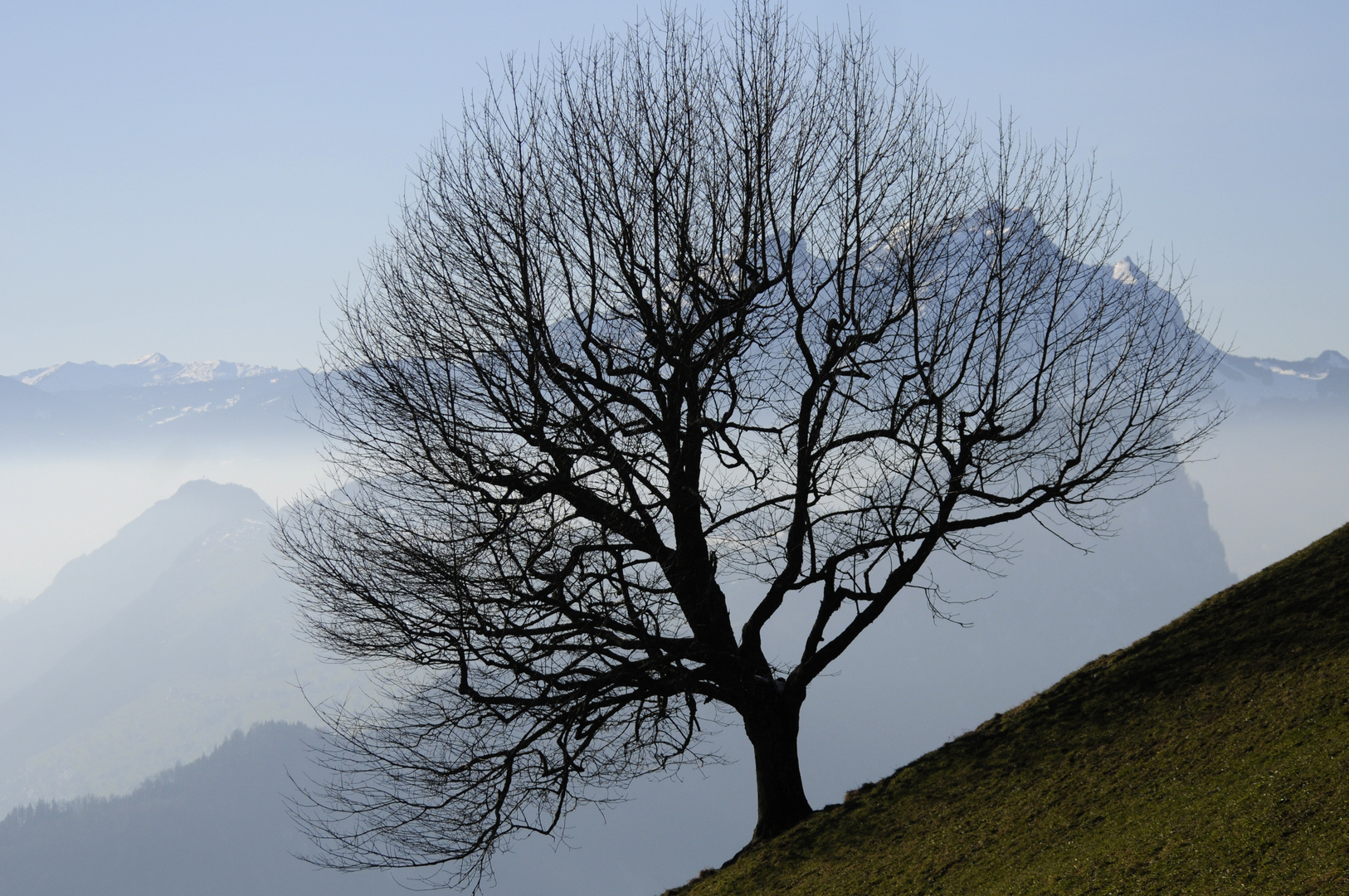 Der Baum