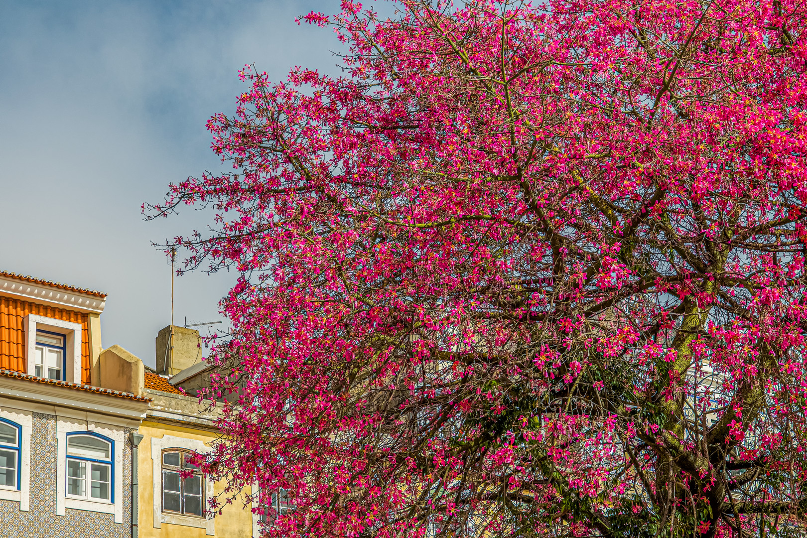 Der Baum