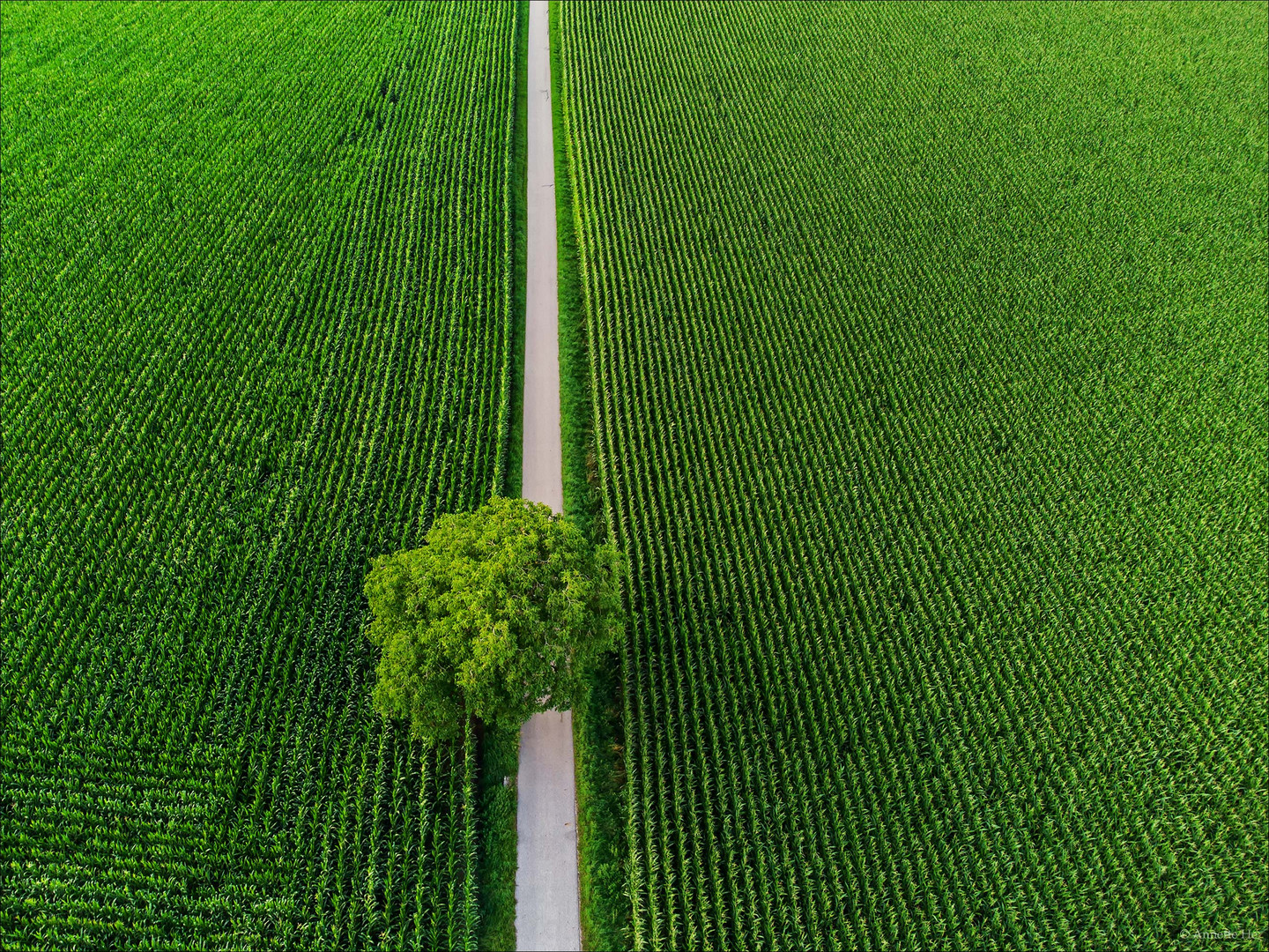 Der Baum