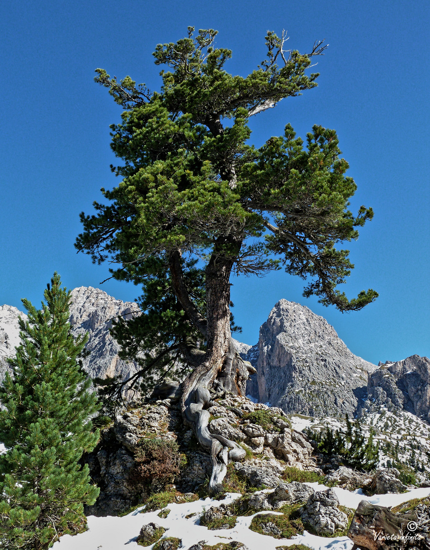 Der Baum