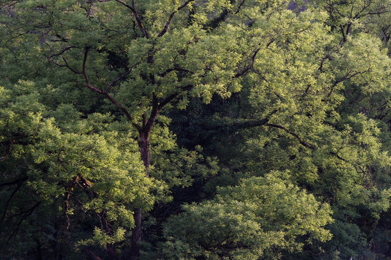 Der Baum