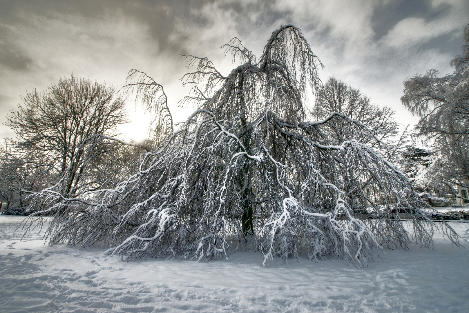 Der Baum