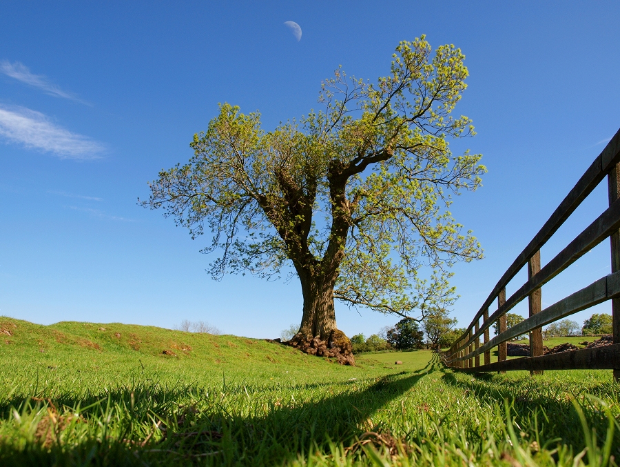 Der Baum