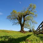 Der Baum