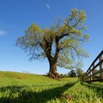 Der Baum