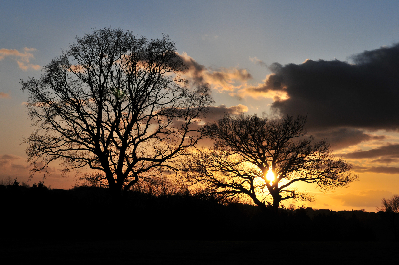 Der Baum